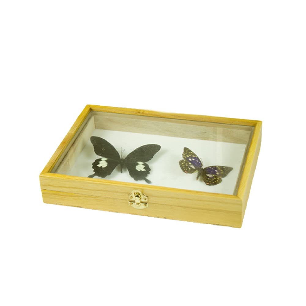 Amazon.co.jp: 標本箱無垢材透明昆虫植物蝶標本箱標本用品木箱ガラス面