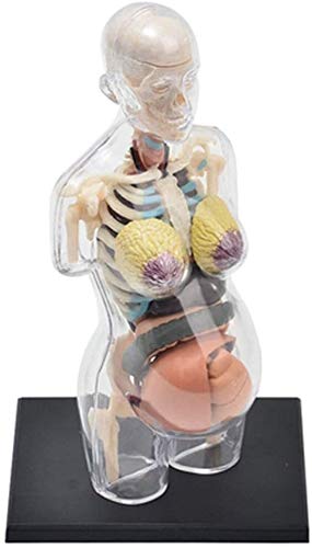 Amazon.co.jp: 人体模型 4D透明人間の臓器解剖モデル妊婦骨盤