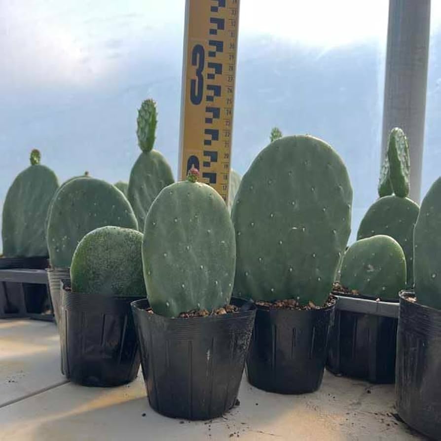 Amazon｜ウチワサボテン バーバンク サボテン ドライガーデン｜観葉