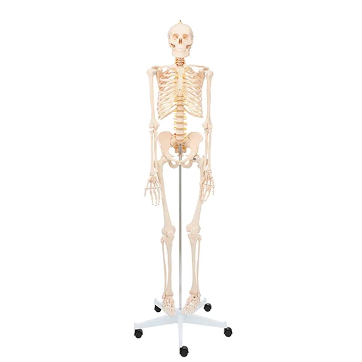 Amazon.co.jp: 等身大 人体模型 全身骨格模型 等身大 骨格模型 骨格