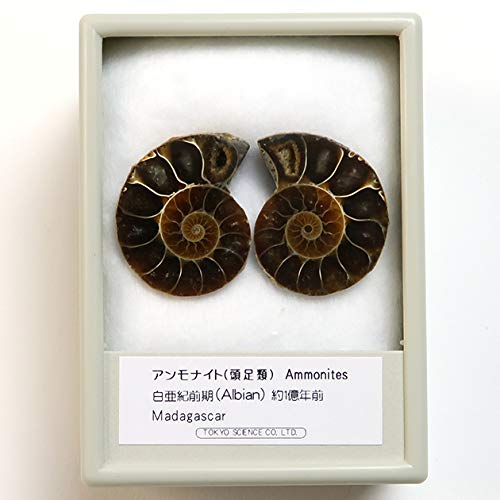 Amazon | SCIENCE 化石標本 Pair Ammonites Fossils「アンモナイト