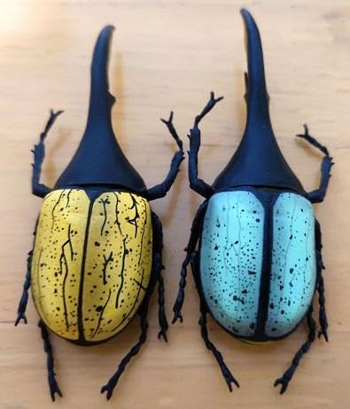 Amazon.co.jp: ヘラクレスオオカブト ヘラクレスリッキーブルー 昆虫