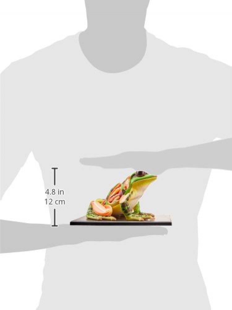 Amazon | 立体パズル 4D VISION 動物解剖 カエル解剖モデル [並行輸入