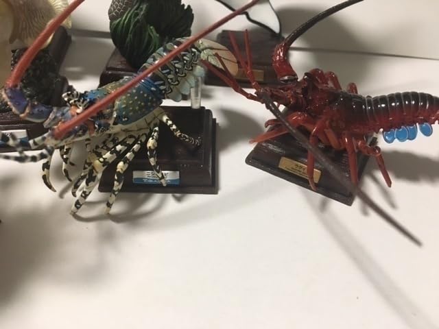 Amazon.co.jp: ネイチャーテクニカラー 鳥羽水族館 シークレット