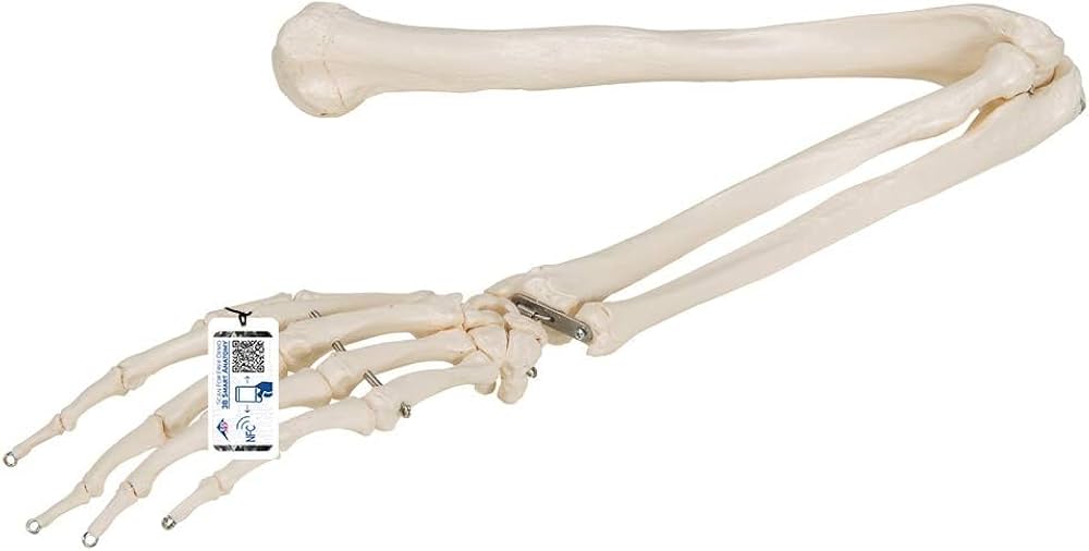Amazon.co.jp: 上肢（上腕骨・橈骨・尺骨・手）の骨模型，肘・手首は