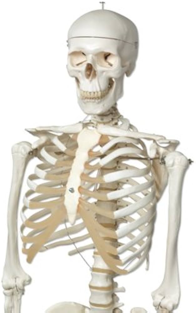 Amazon.co.jp: 3B社 等身大全身骨格模型 スタン標準型骨格モデル 直立