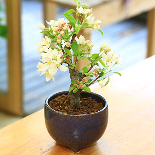 Amazon.co.jp: 遊恵盆栽：深山かいどう(信楽焼鉢)*bonsai 小品サイズ