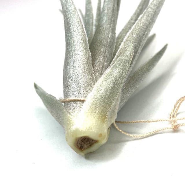 Amazon.co.jp: (現品) チランジア ロゼイフローラ (No.22102) (エアー