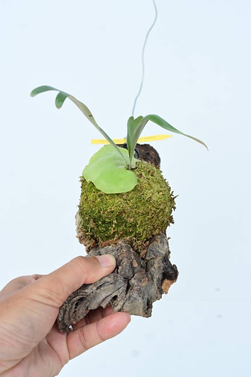 Amazon.co.jp: P.willinckii cv.baileyi (P.willinckii Dwarf) 1株限定