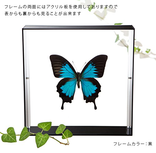 Amazon.co.jp: 蝶の標本 オオルリアゲハ P.ulysses アゲハチョウ