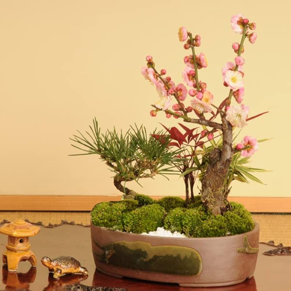 Amazon.co.jp: 遊恵盆栽 迎春：ミニ松竹梅（瀬戸焼鉢）*（紅梅）早春に