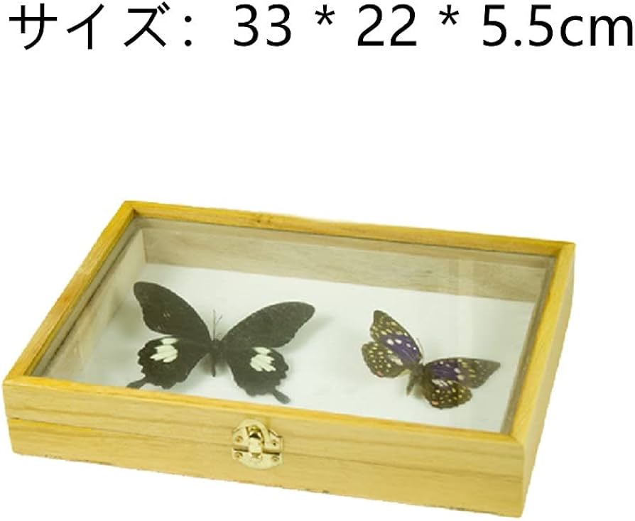 Amazon.co.jp: 標本箱無垢材透明昆虫植物蝶標本箱標本用品木箱ガラス面