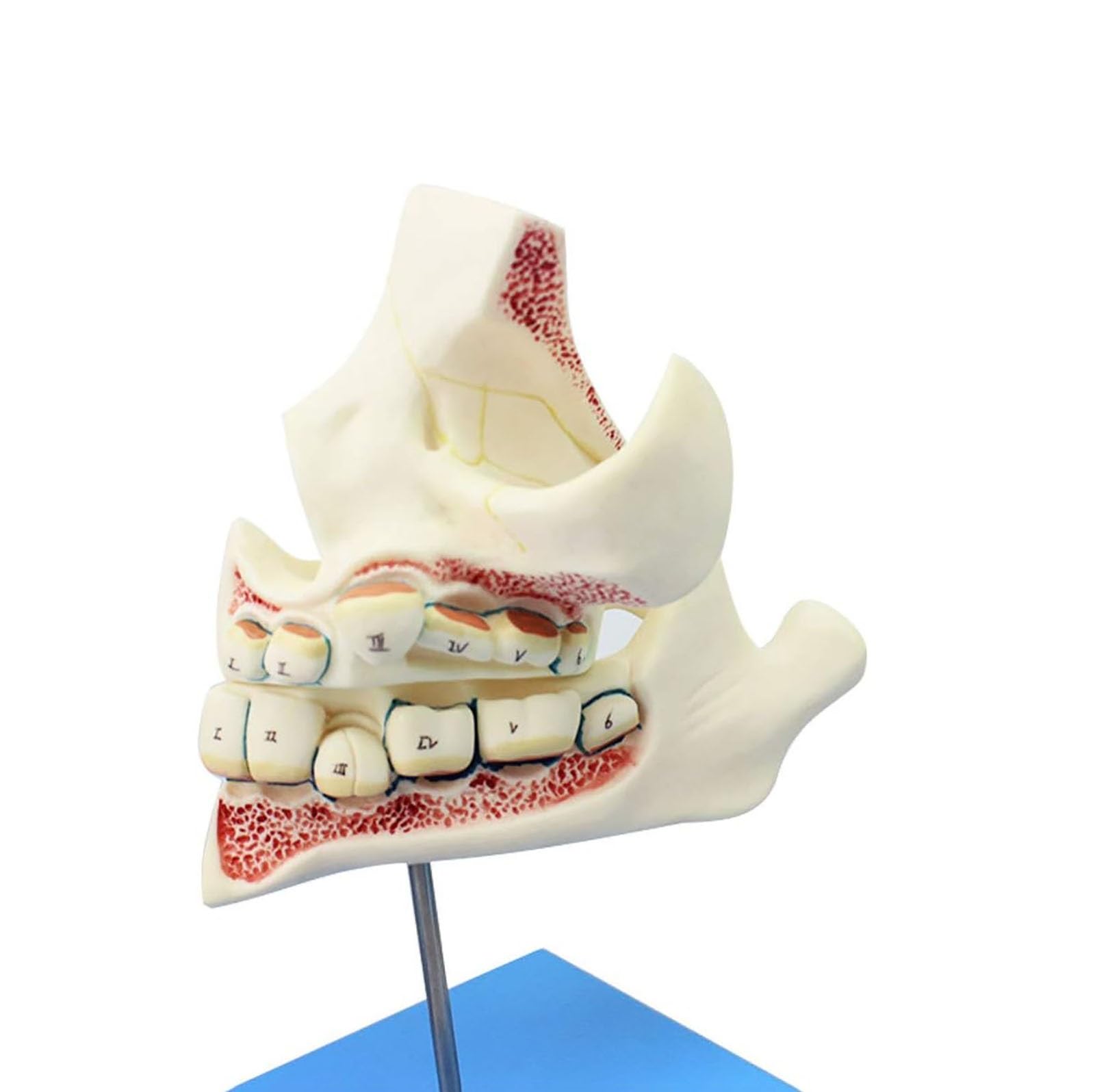Amazon.co.jp: 歯列模型 乳歯、永久歯、子どもの歯と顎の発達モデル