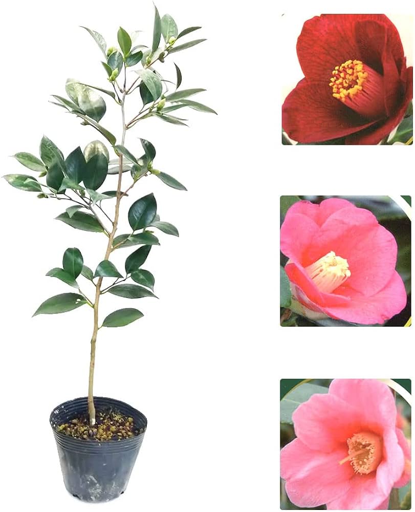 Amazon.co.jp: 椿 苗 苗木 ツバキ 苗 苗木 品種おまかせ 「 侘助椿