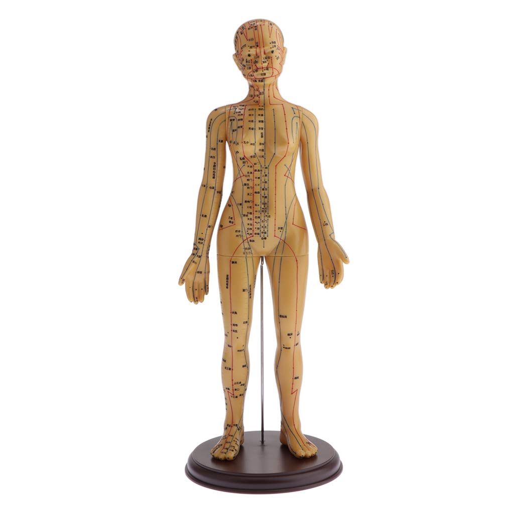 Amazon.co.jp: 人体模型 鍼 灸 経絡 経穴 模型 人形 鍼灸院