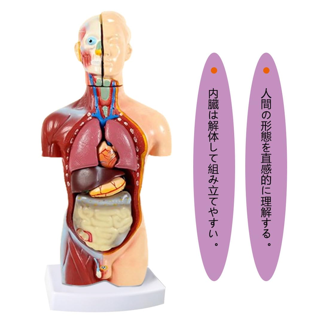 Amazon.co.jp: 人体模型 おもちゃ 人体解剖体幹45 cm人体器官解剖組立