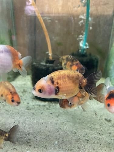 らんちゅうの飼い方｜かわいい肉瘤を育てる餌から最適な水槽まで解説