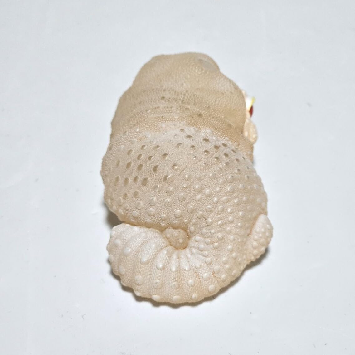 Amazon.co.jp: 動物の惑星 脱皮レオパ(ホワイトナイト) シークレット