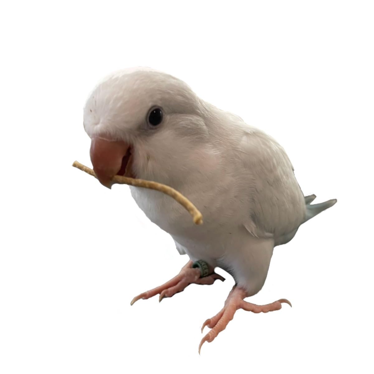 Amazon | BIRDMORE 小枝ペレットBRANCHES (ブランチ－ズ)160g 乳酸菌