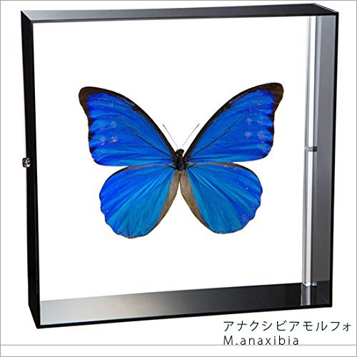 Amazon.co.jp: 蝶の標本 アナクシビアモルフォ Morpho anaxiBia