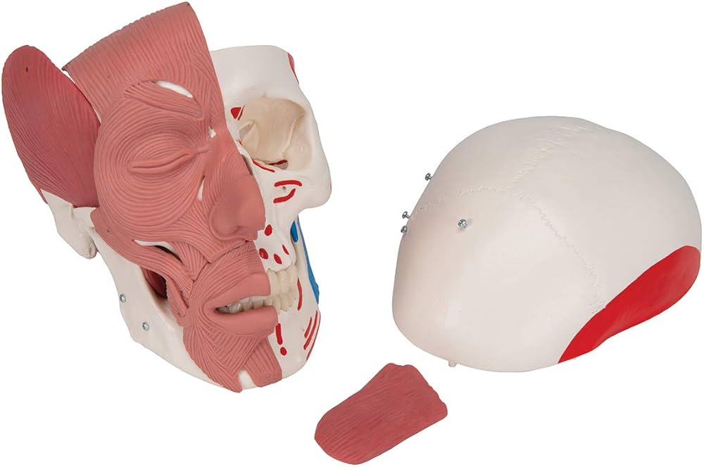 Amazon.co.jp: 3B Scientific A300 顔の筋肉を持つ頭蓋骨 - 3B