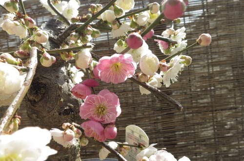 Amazon.co.jp: 梅盆栽 盆栽 (思いのまま梅咲き分け梅) : DIY・工具