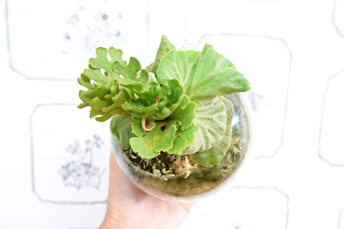 Amazon.co.jp: P.ridleyi 'Dwarf Silvery' spored② @ビカ森wife