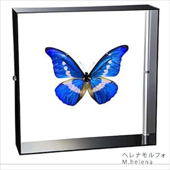 Amazon.co.jp: 蝶の標本 ヘレナモルフォ Morpho helena モルフォチョウ