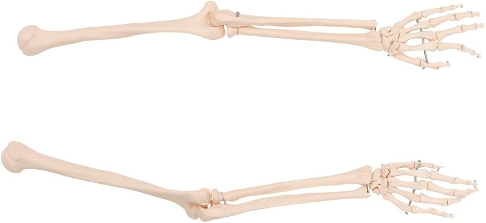 Amazon.co.jp: 上肢骨模型 (左右セット) [ 人体模型 骨格模型 骨格標本