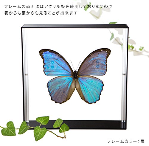 Amazon.co.jp: 蝶の標本 ゴダルティモルフォ ペルー産 Morpho godarti