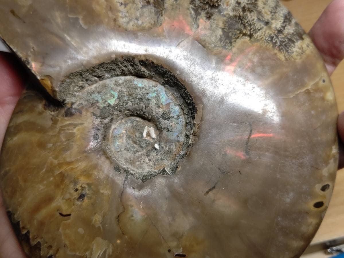 Amazon.co.jp: 【虹入1kg】アンモナイト化石アンモライト原石宝石