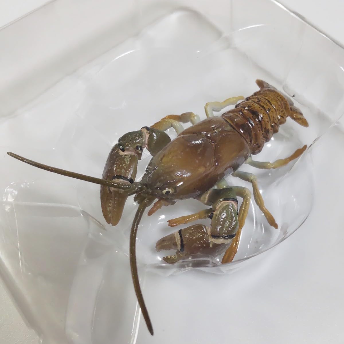 Amazon.co.jp: ニホンザリガニ 海洋堂 週刊日本の天然記念物