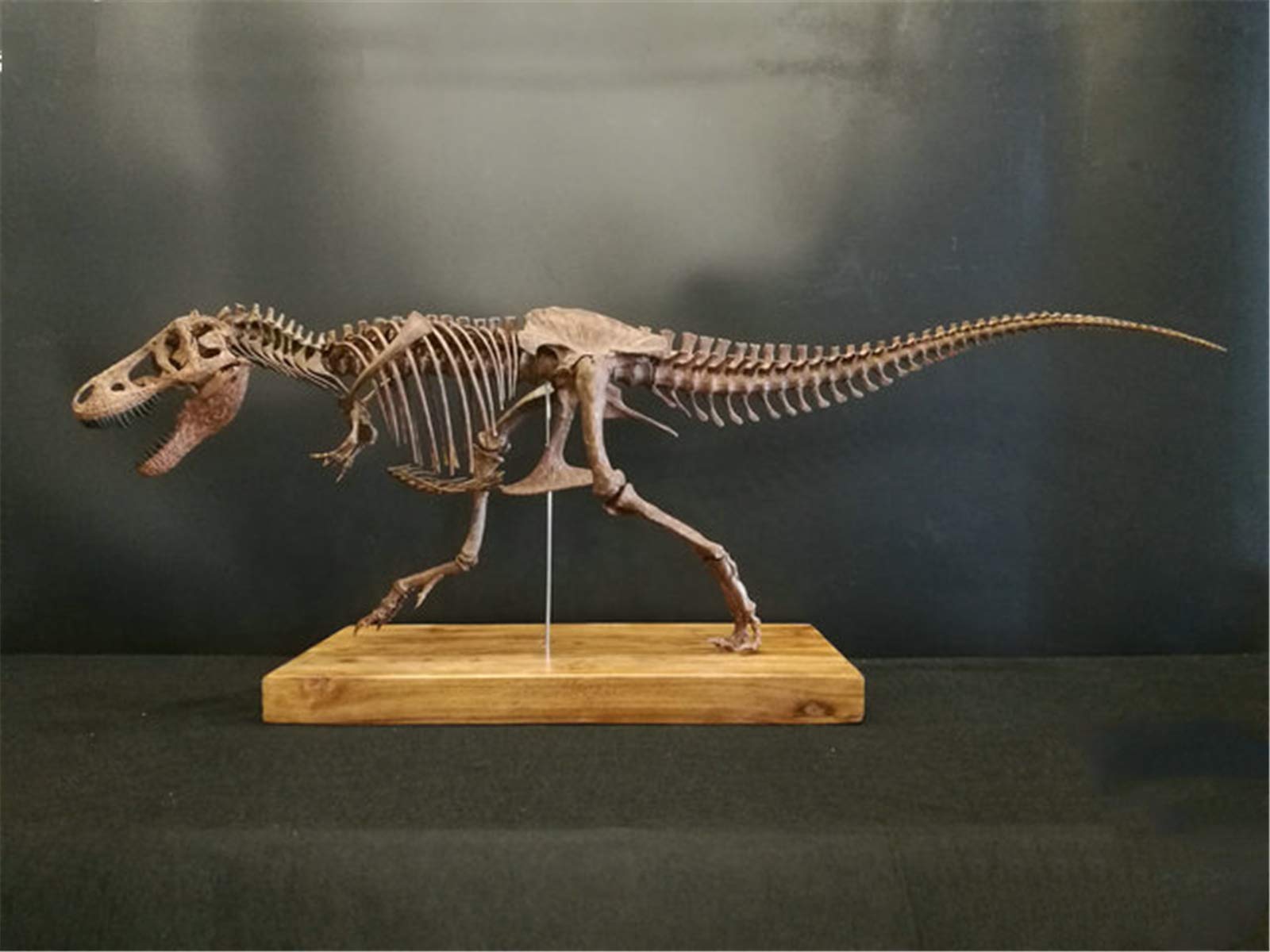 Amazon.co.jp: 菊石 1/10 サイズ ティラノサウルス 骨格 恐竜