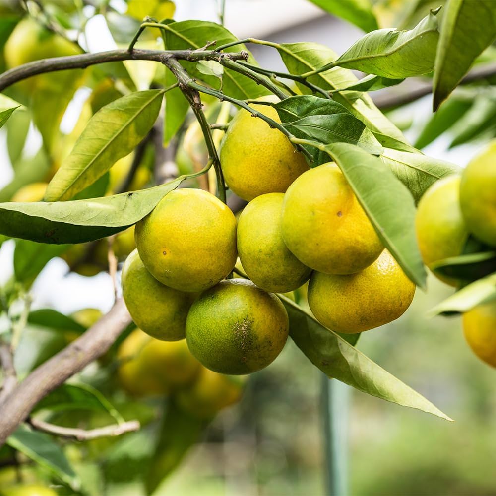 Amazon.co.jp: ITANSE みかんの苗木 ゆら早生 4.5号 1個売り