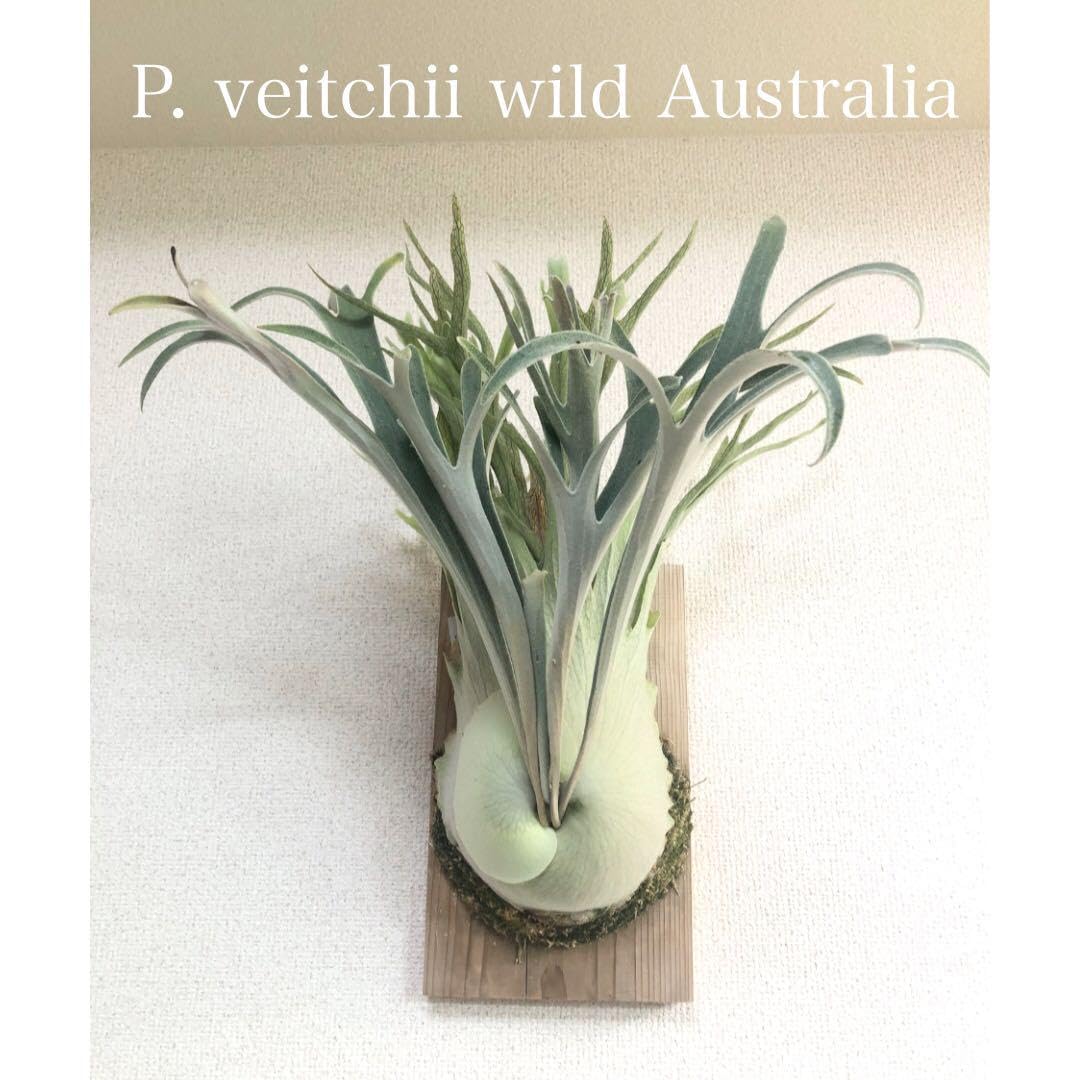 Amazon.co.jp: P. veitchii wild Australia ビカクシダ ベイチー 子株
