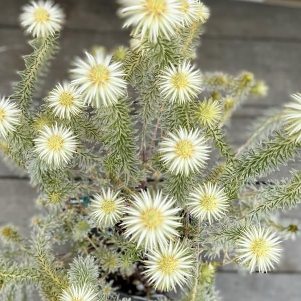 Amazon｜鉢花 観葉植物：フィリカ プベッセンス ワフトフェザー*7号