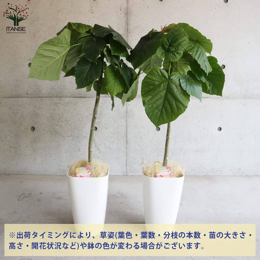 Amazon｜ITANSE フィカス ウンベラータ ゴムの木の仲間 観葉植物