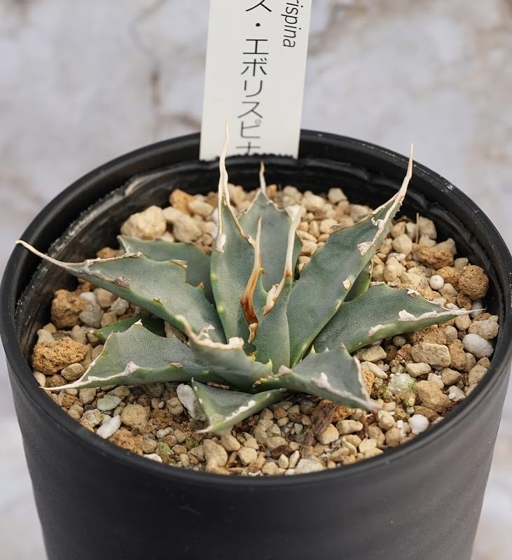 Amazon.co.jp: 四国ガーデン アガベ・ユタエンシス「エボリスピナ」 3