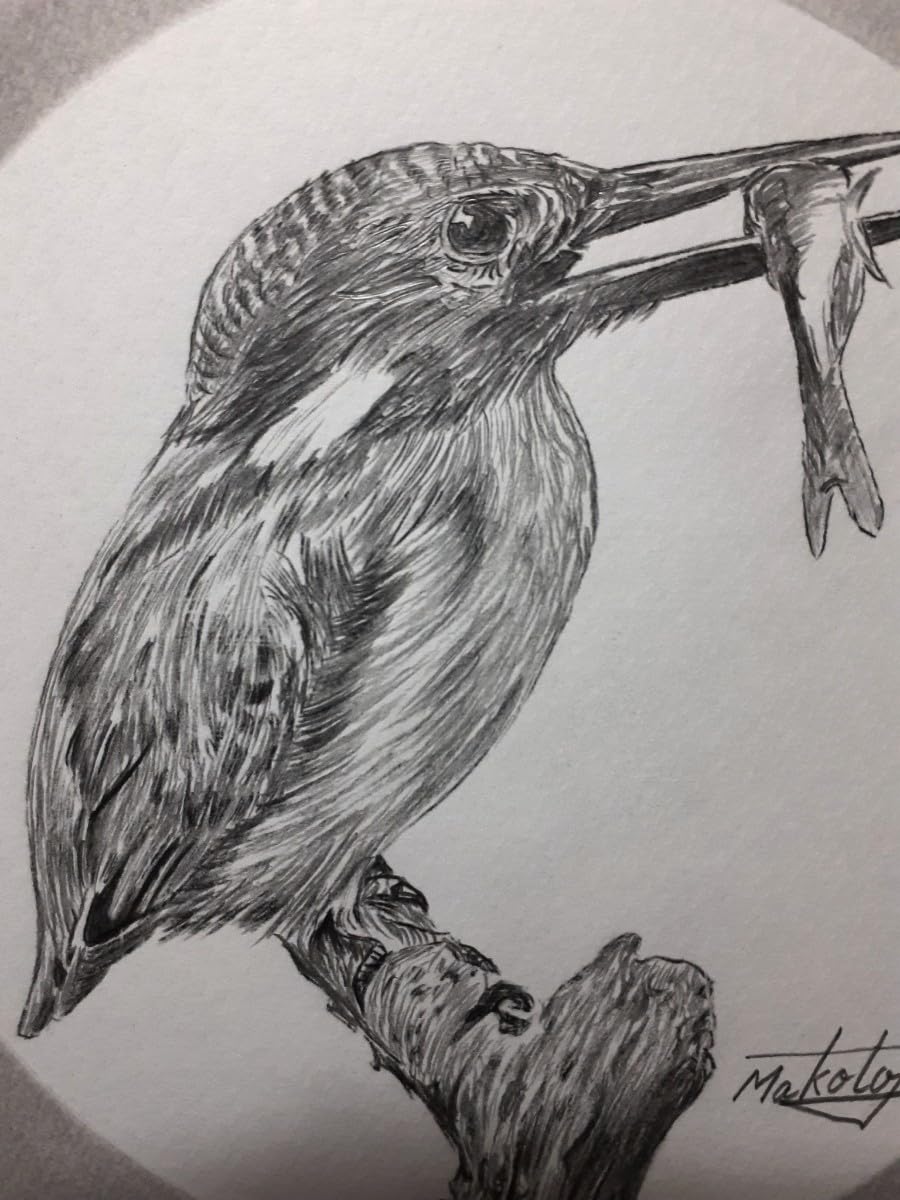Amazon | 鉛筆画 カワセミ | 鉛筆 | 文房具・オフィス用品