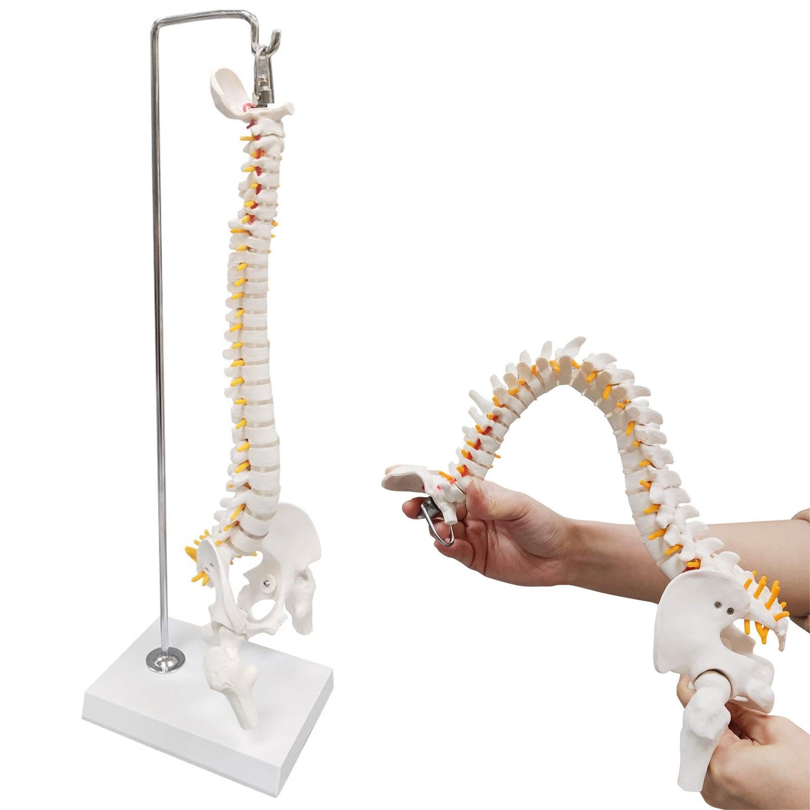 人体模型 脊椎構造 収納バッグ付き 全健会 Amazon.co.jp: Ynaioang 人間の