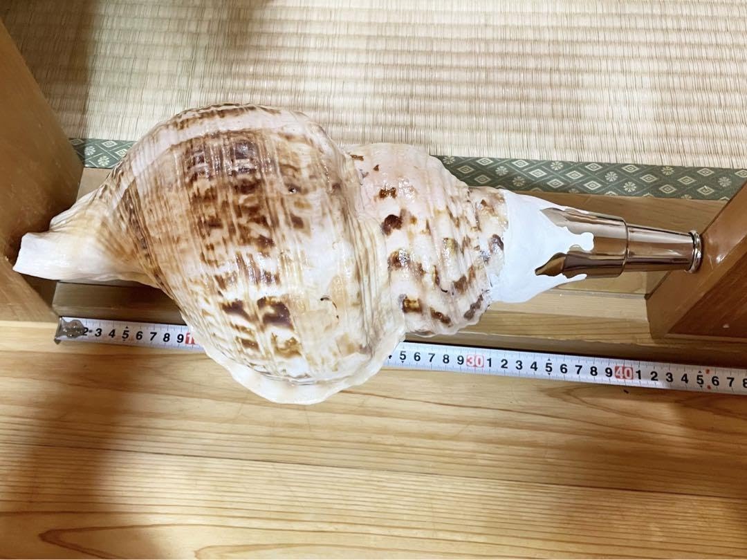 クリスマスセール❗️修験道法螺貝34㎝ 山伏 熊よけ 魔除け