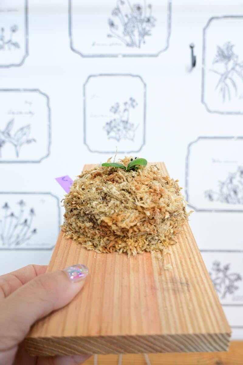 Amazon.co.jp: P.willinckii 'OMG' spored③ @bikamori.com