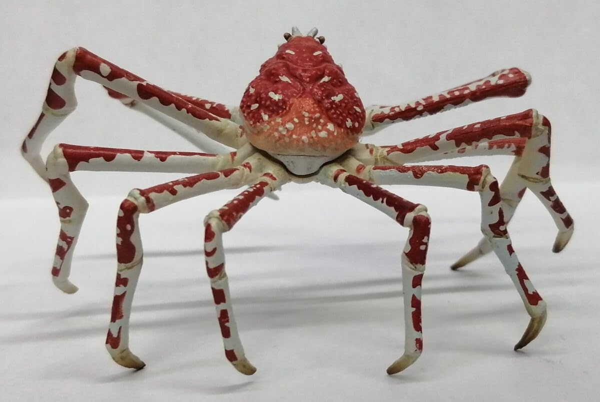 Amazon.co.jp: タカアシガニ 海遊館ミュージアム 海遊館 限定