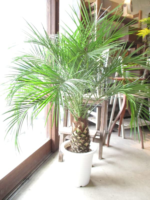 Amazon｜フェニックス ロベレニー ヤシの木 ロベヤシ 8号鉢サイズS