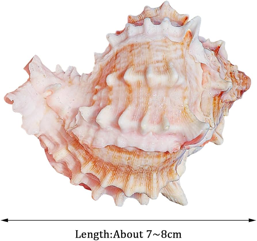 Amazon.co.jp: 海浜貝殻の大粒ナチュラル、 大きな天然の珍しい貝殻
