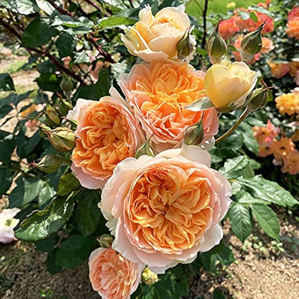 Amazon.co.jp: バラ苗 【フロンティア】 (大苗) ハイブリッドティー