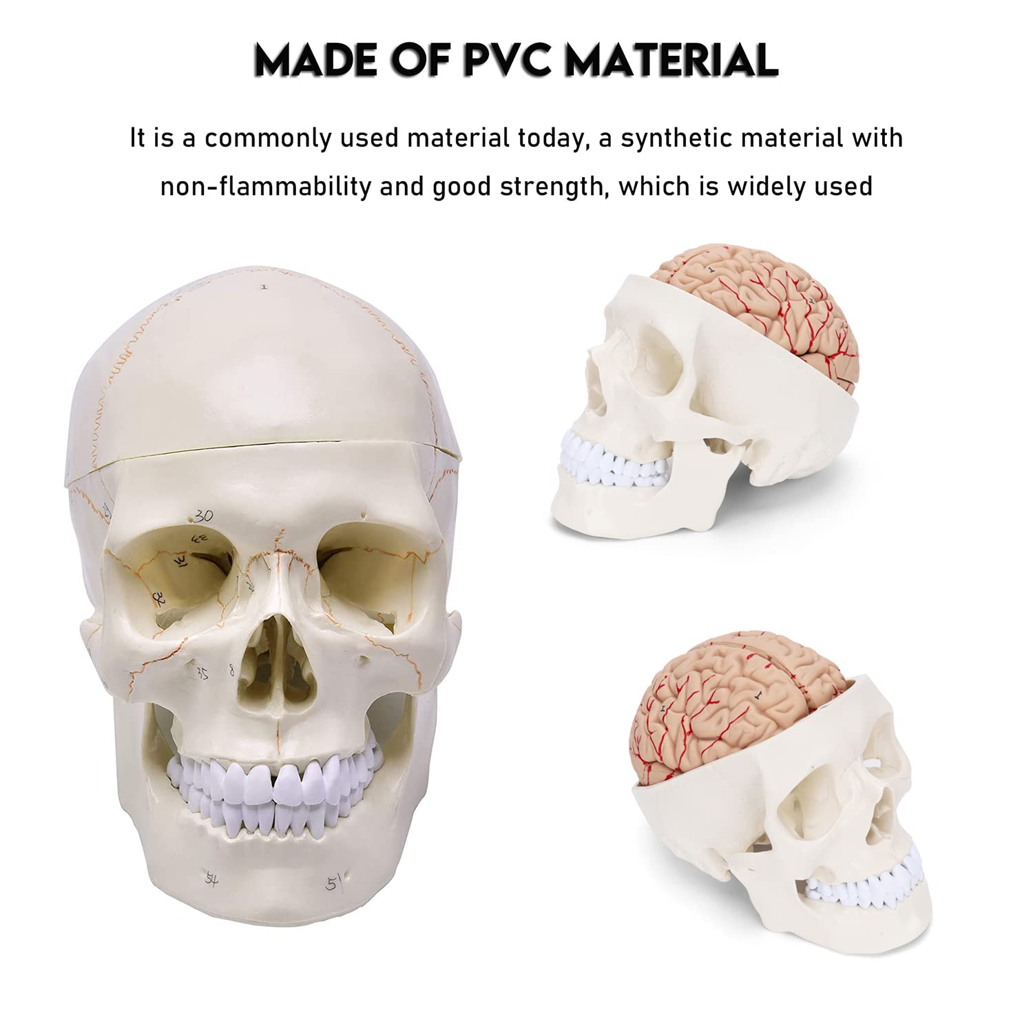 Amazon.co.jp: 等身大 解剖学用頭蓋骨模型 人体 模型 脳付き 取り外し