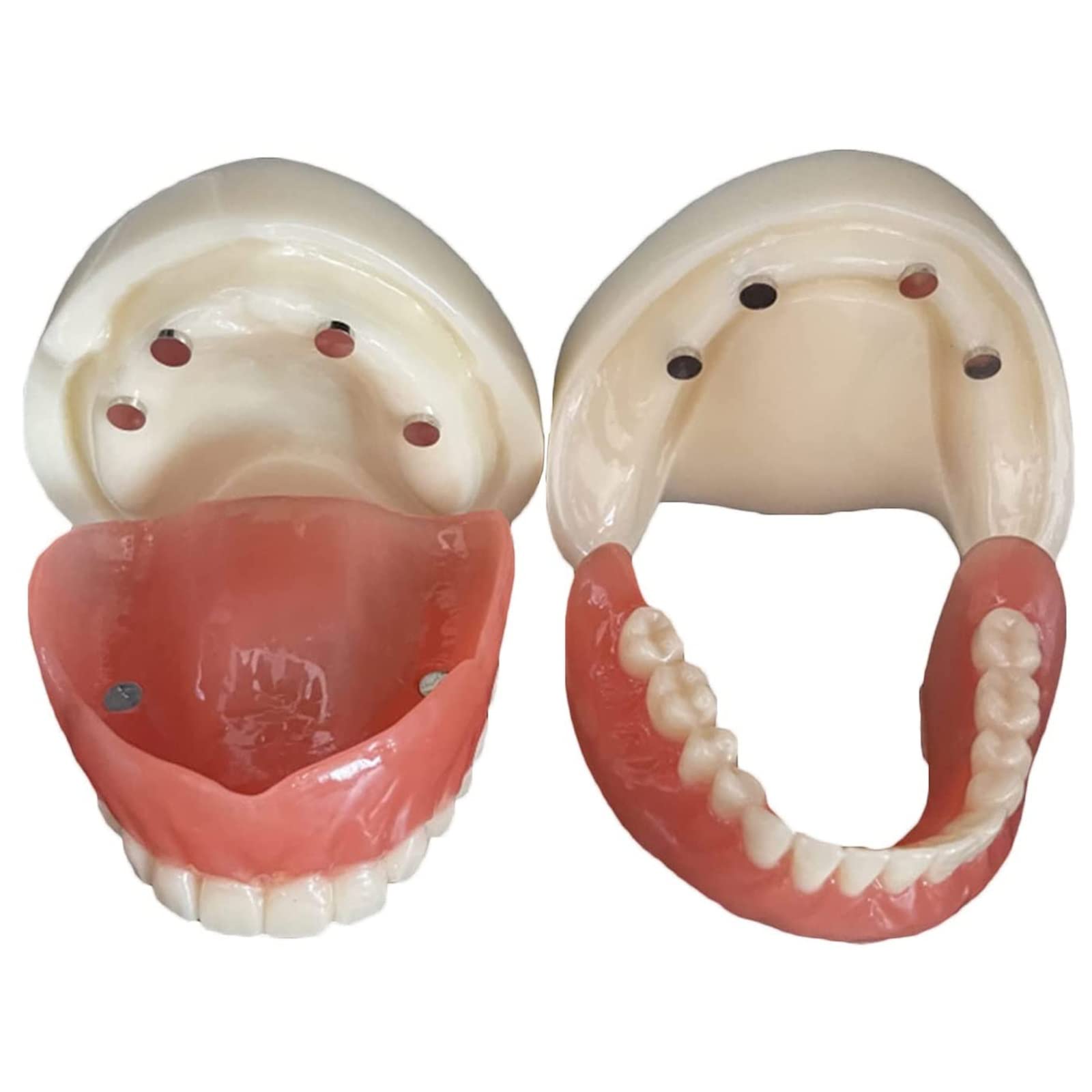 Amazon.co.jp: 歯列模型 歯科インプラントモデル、取り外し可能な歯の