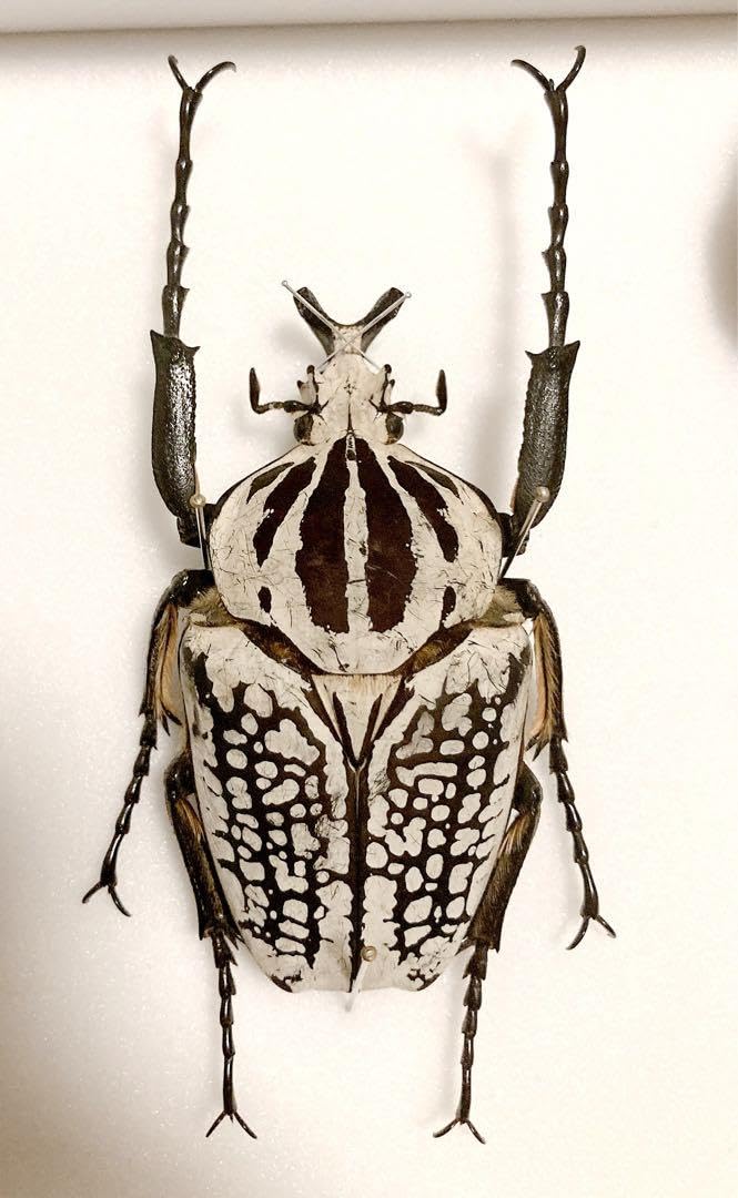 Amazon.co.jp: ゴライアスオオツノハナムグリ 標本 : おもちゃ