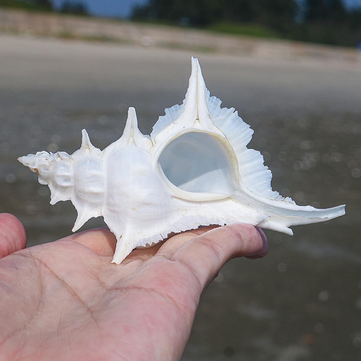 Amazon.co.jp: 海浜貝殻の大粒ナチュラル、 大きな天然の珍しい貝殻